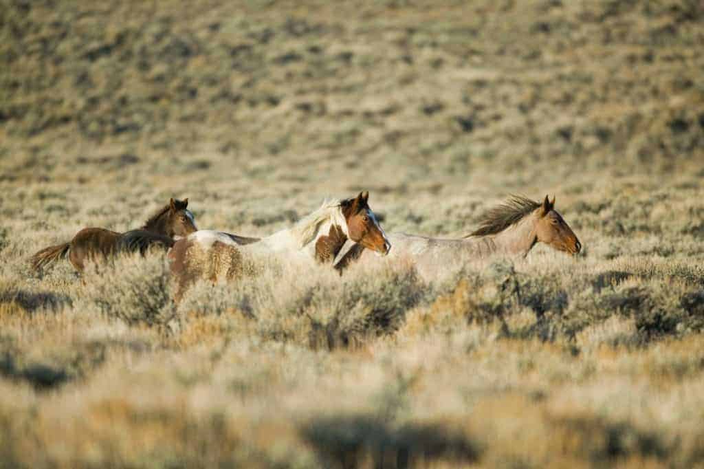 Wild Horses in Wyoming