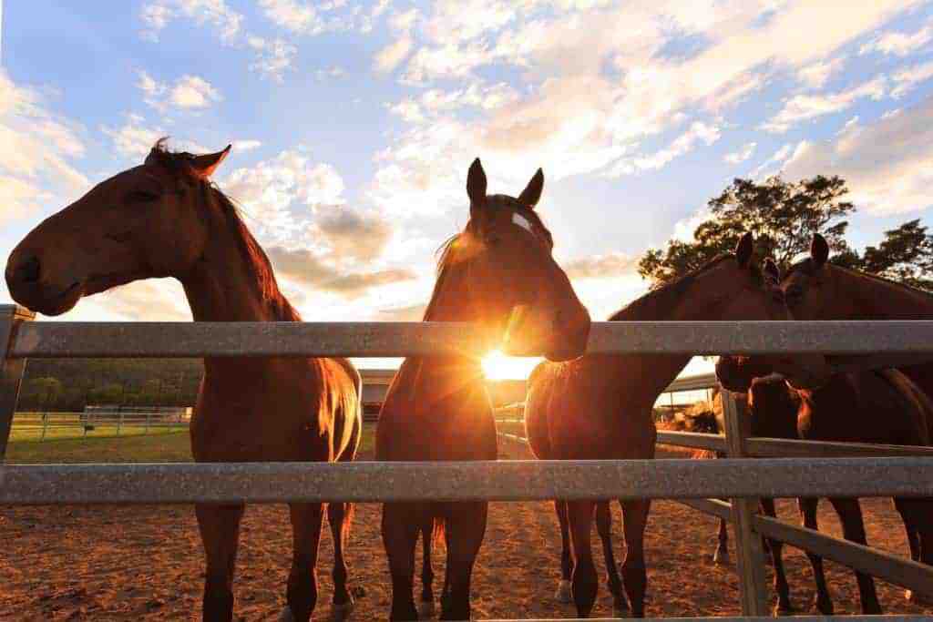 New South Wales Officials Seek Input on Horse Identification