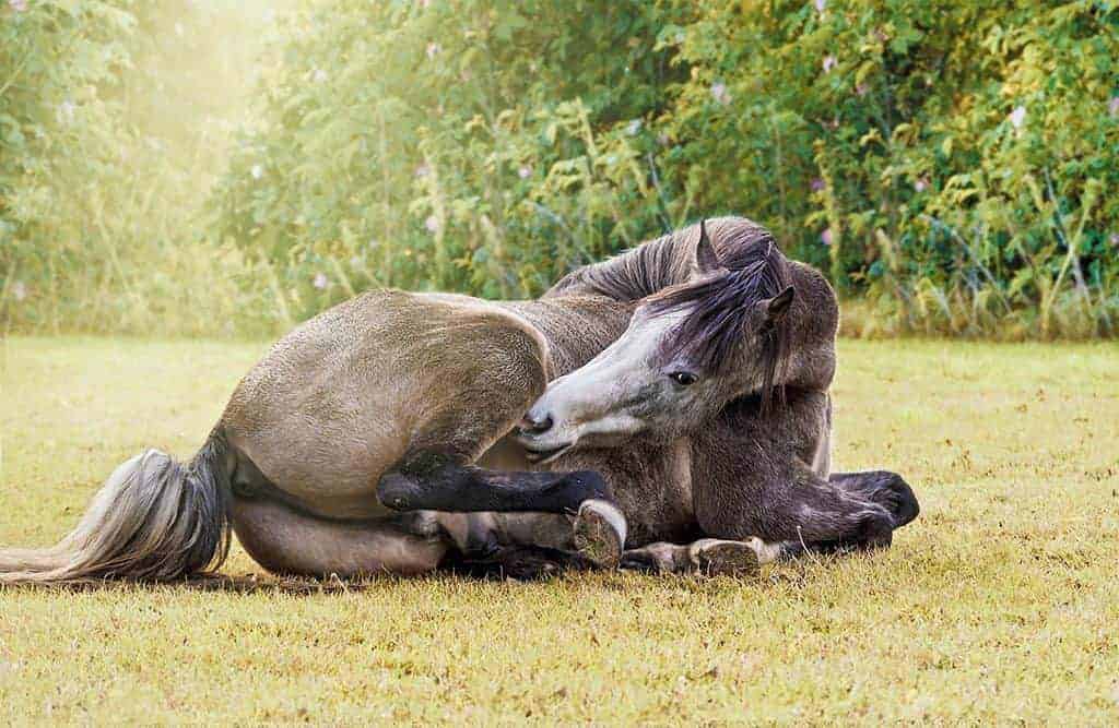 Can a Horse's Leg 'Fall Asleep'?