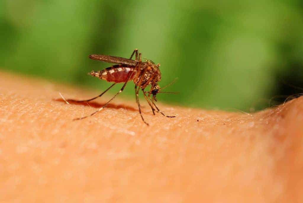 WNV in North Carolina horses; wnv in kansas; Mosquito on Human