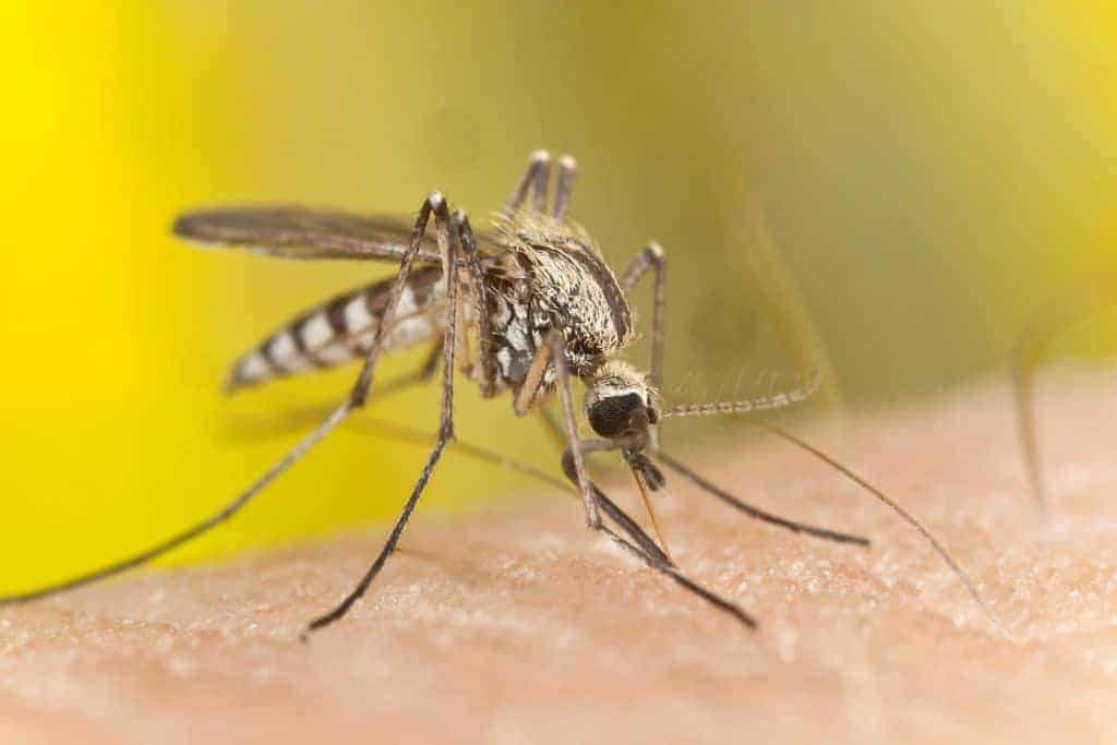 Mosquito Close Up
