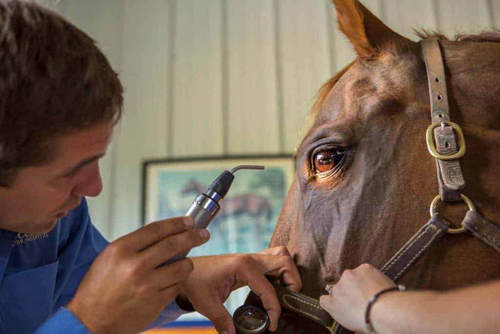 Eye Exam; Uveitis in U.K. Horses