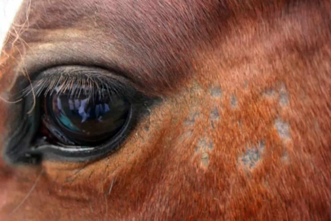 Bacterial/Fungal Skin Problems in Horses – The Horse