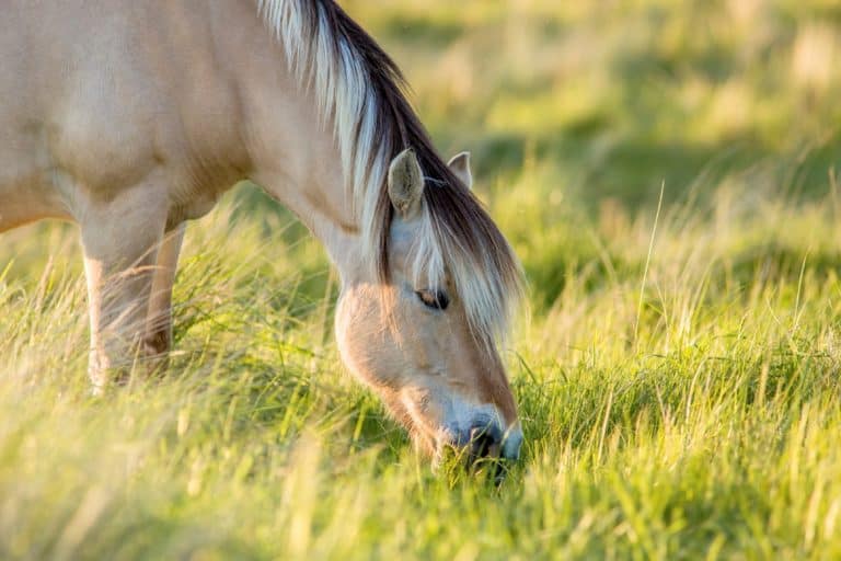 spring pasture, turnout tips, horse turn out, horse in pasture, grazing, spring, spring turnout