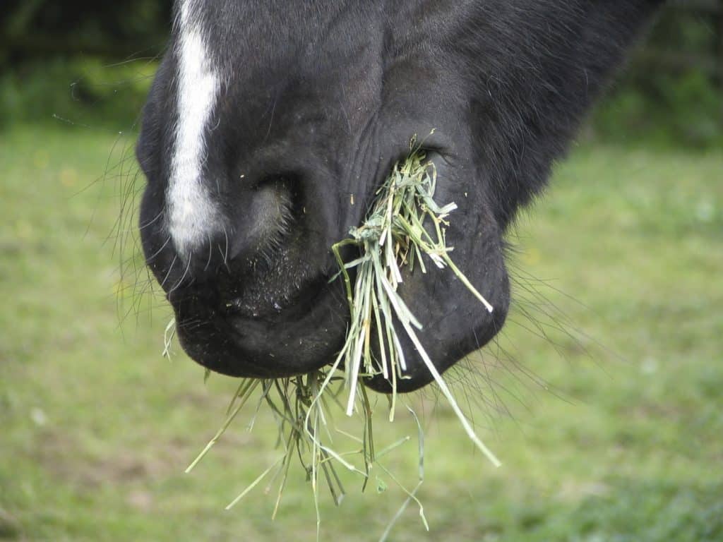 how horses chew