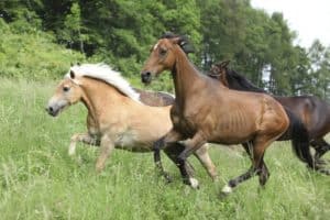 horse conformation