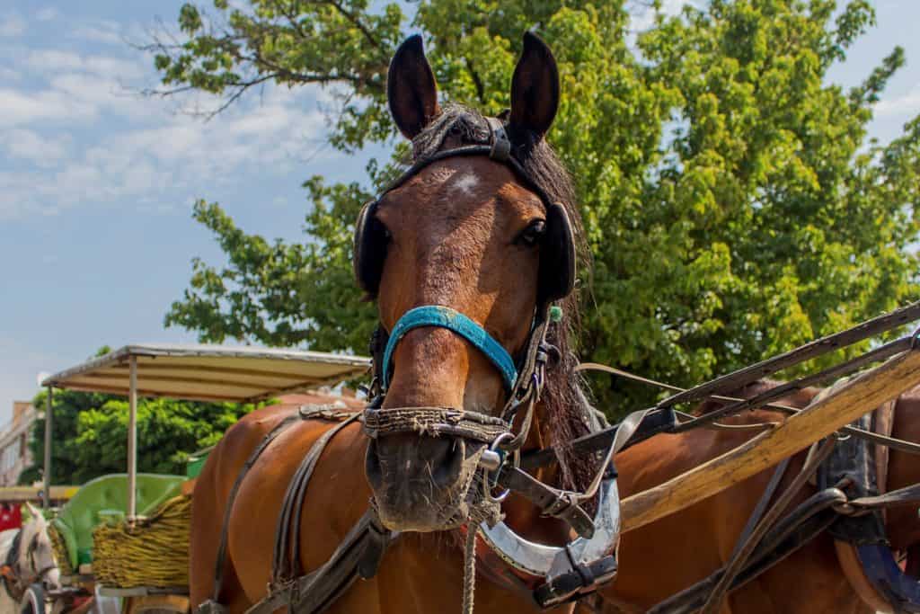 Study: Not All Working Equids Suffer Serious Welfare Issues