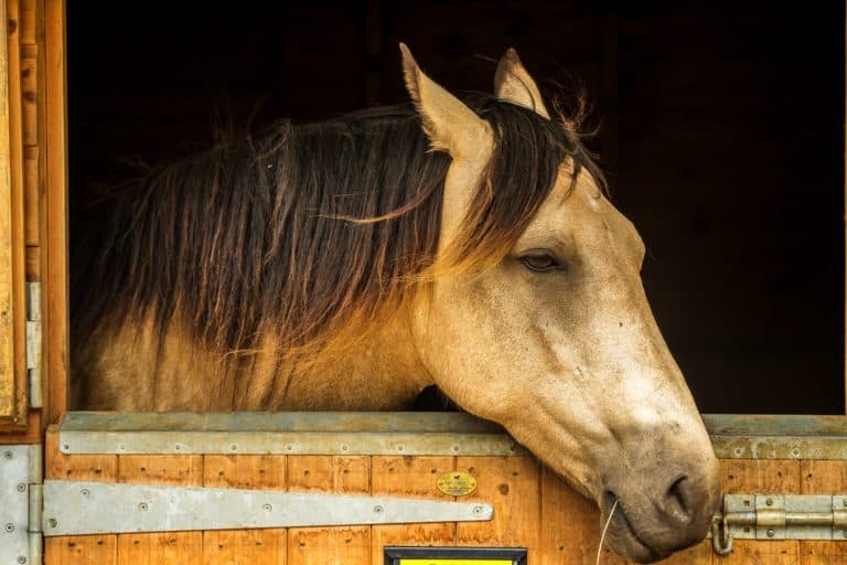 How Can I Tell if My Horse is Stressed?