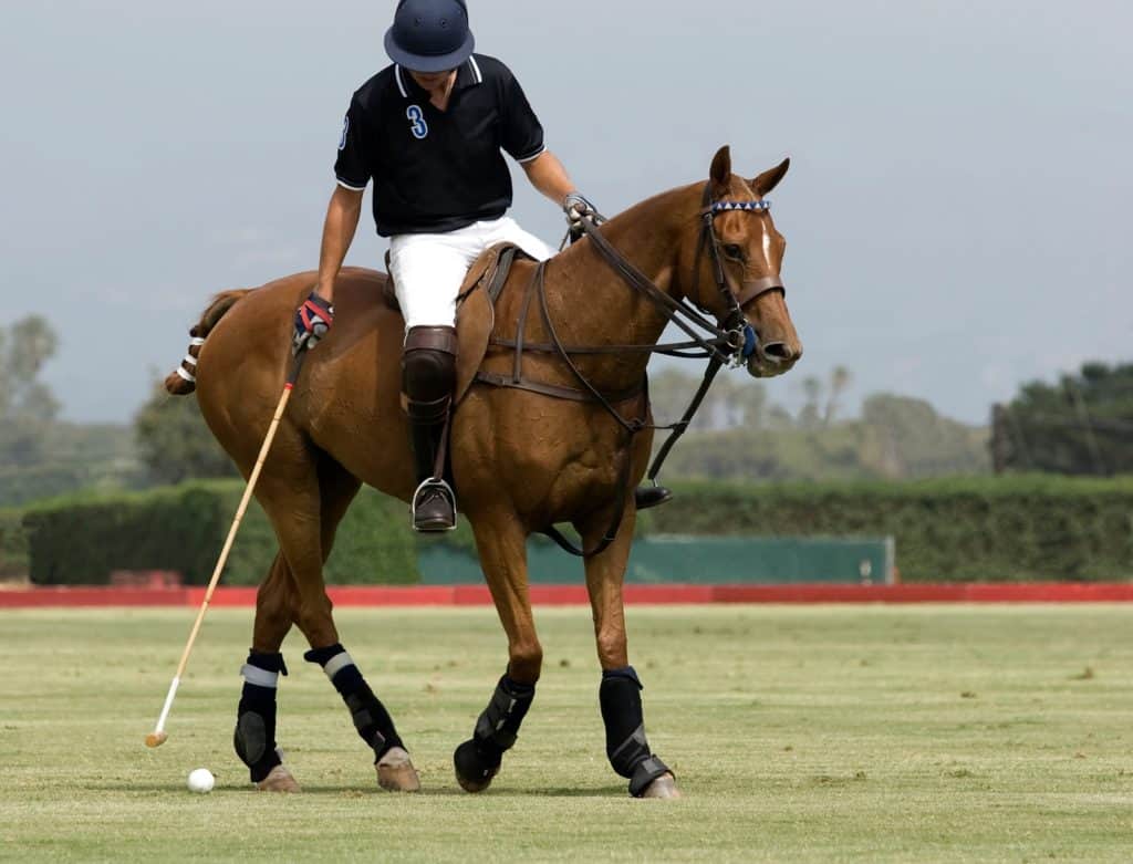 Clenbuterol's Impact on Horses' Body Fat Percentage