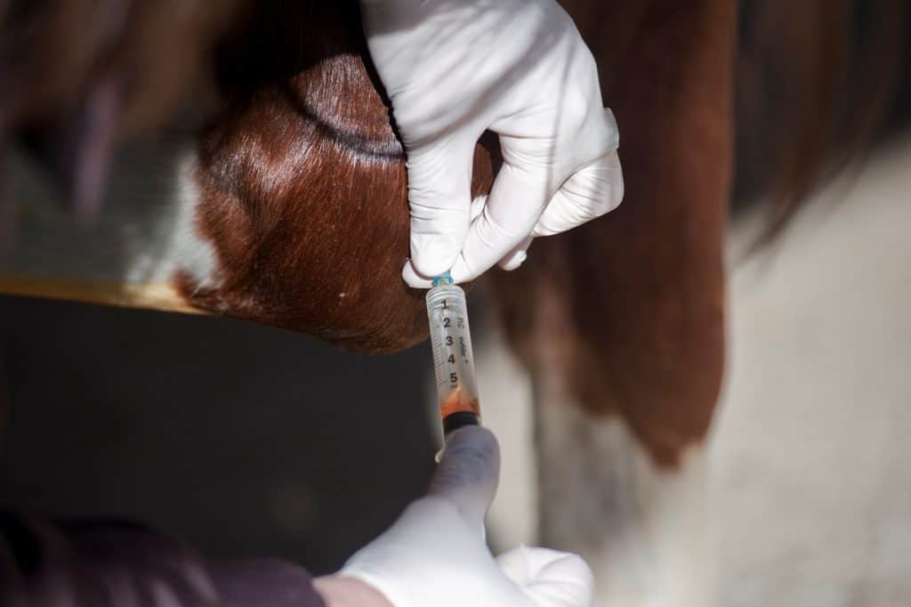 Blood-Contaminated Joint Fluid Samples Might Still be Useful