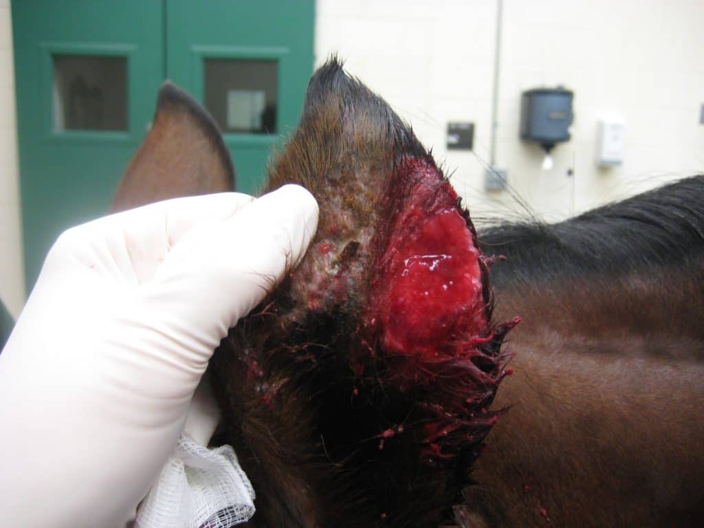 Leishmaniasis: No Longer Just a Foreign Animal Disease