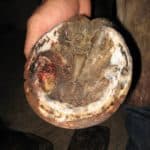 Hoof Abscesses in Horses