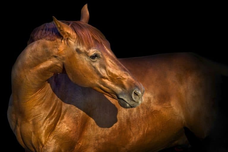 What's Your Equine Colic Contingency Plan?