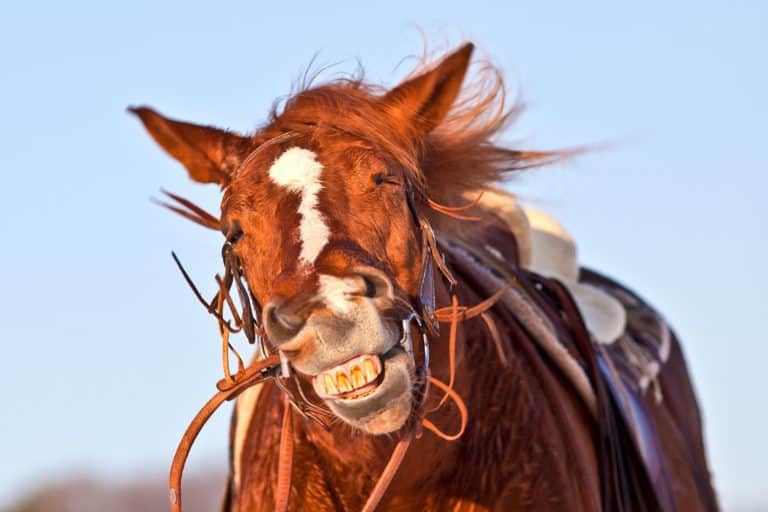 managing headshaking in horses; Headshaking: A Sensitive Equine Matter