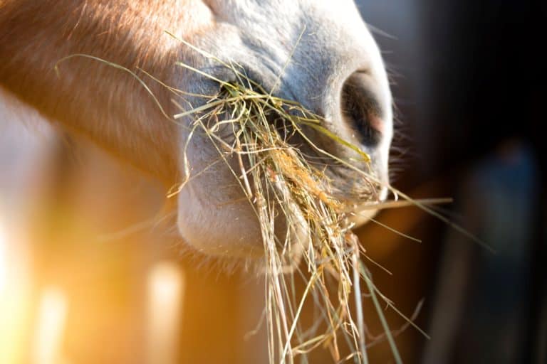 Two European Slow Feeders for Horses Compared