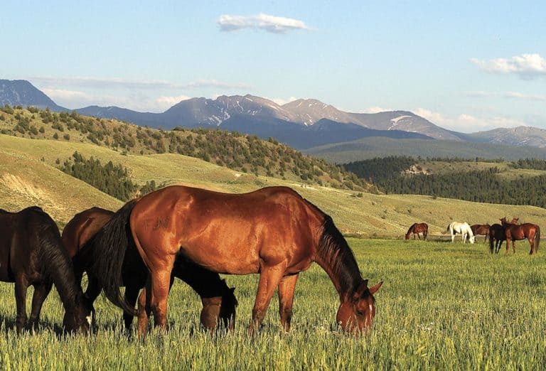 horses-grazing-in-tall-grass