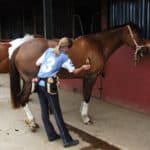 Horse Grooming Tips and Tools