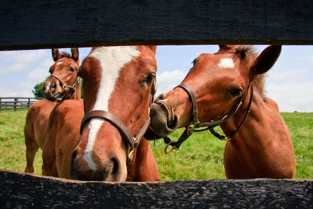 Foals, baby horses, foals at fence, foals playing, young horses