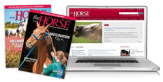 The Horse, print and online