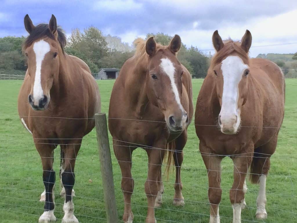 blood donor horses, equine blood donors, RVC, royal veterinary college