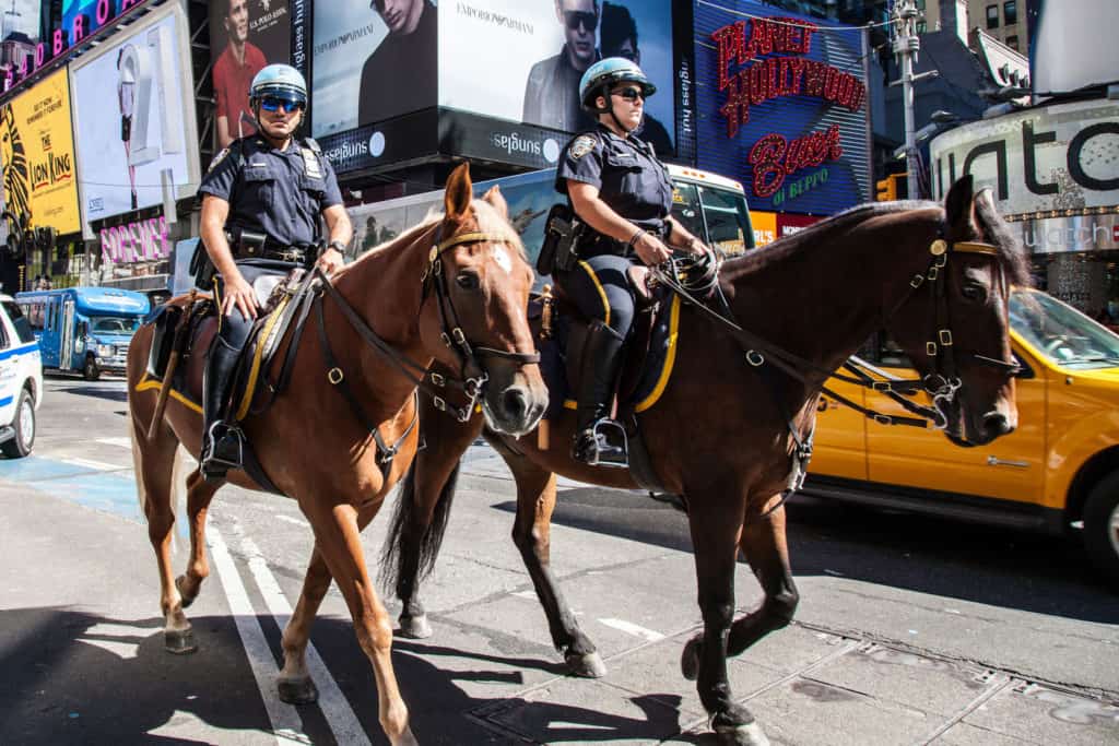 police horses, new york police horses, NYPD horses, working horses