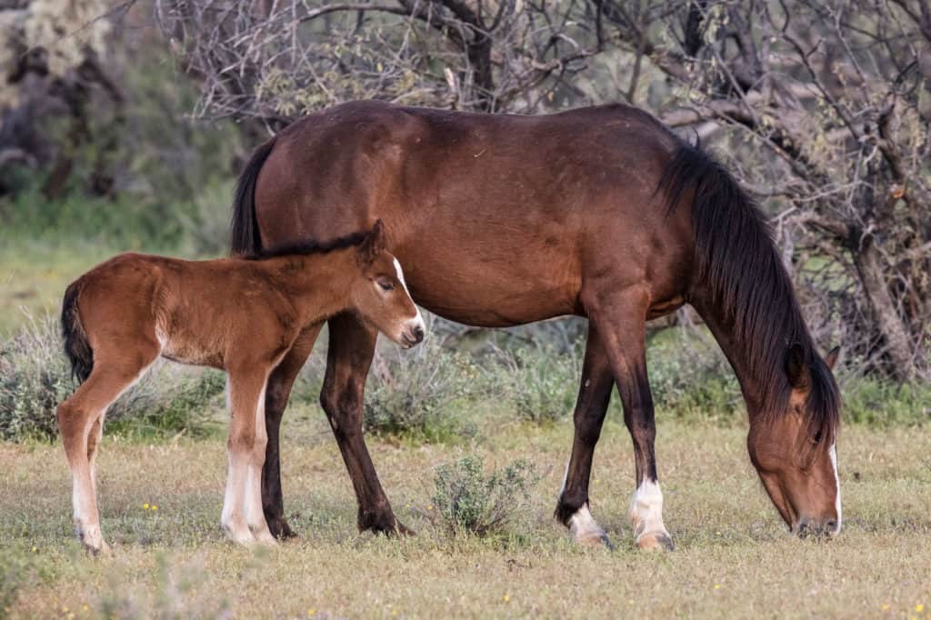 wild horse, wild mare and foal, wild foal, mustang