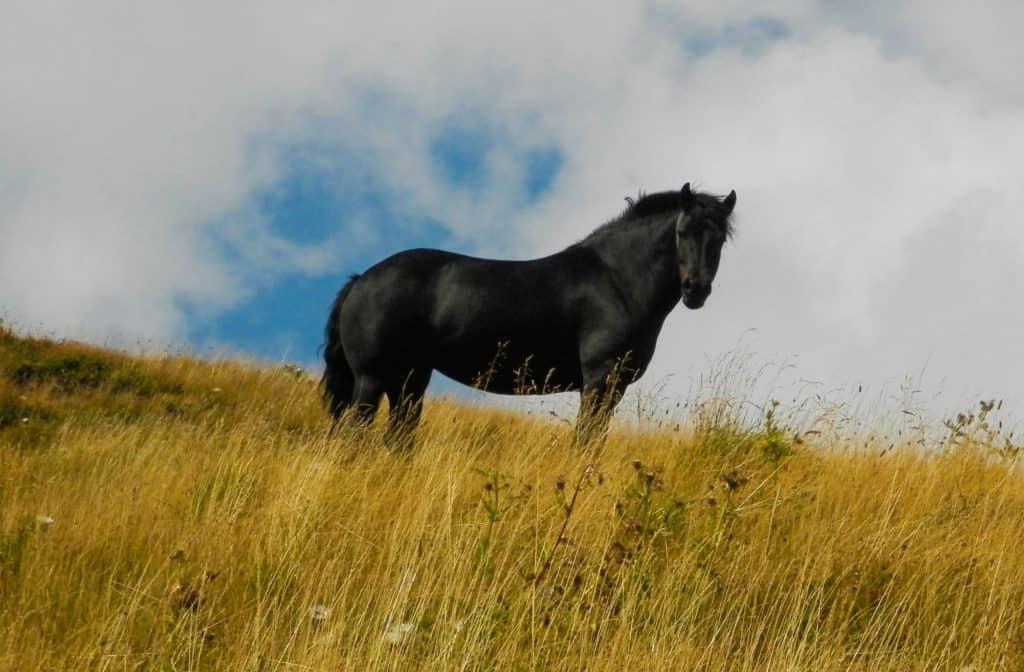 Black horse standing in field