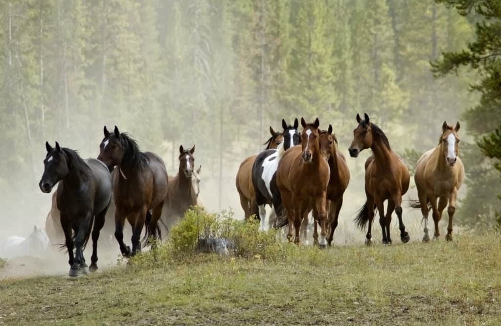 Horse Herd on a Hill