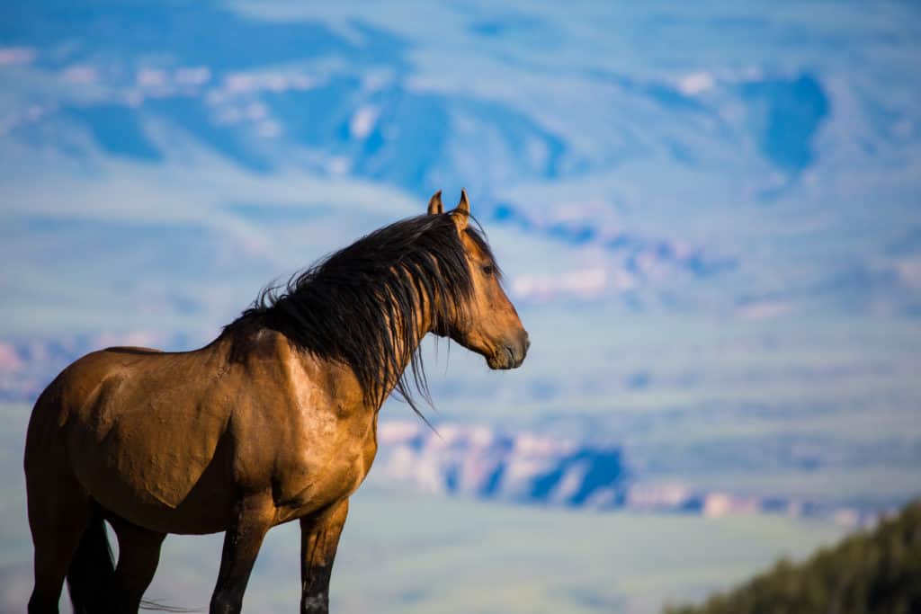 BLM, wild horse, wild stallion, pryor mustang