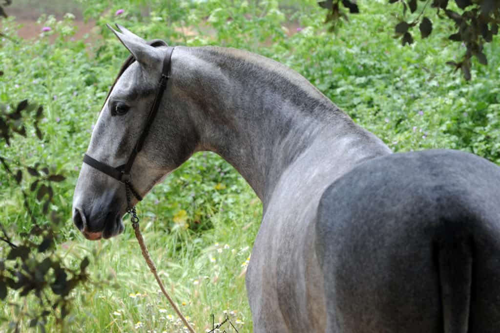 chimerism in PRE horses