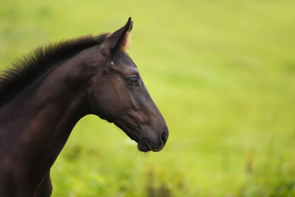 Warmblood fragile foal syndrome