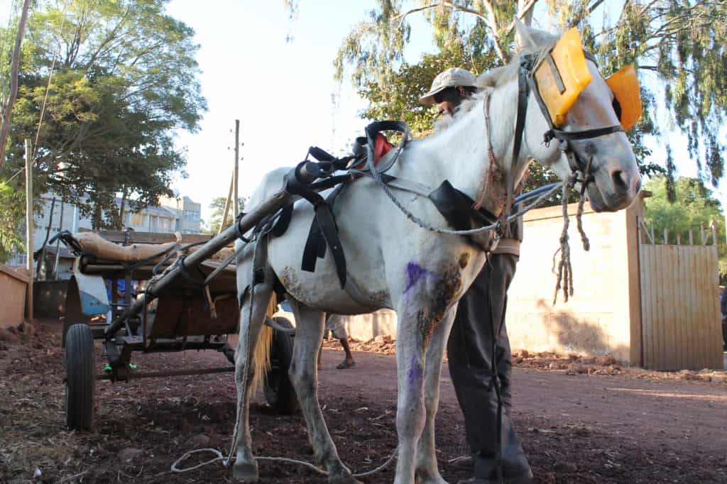 working equids