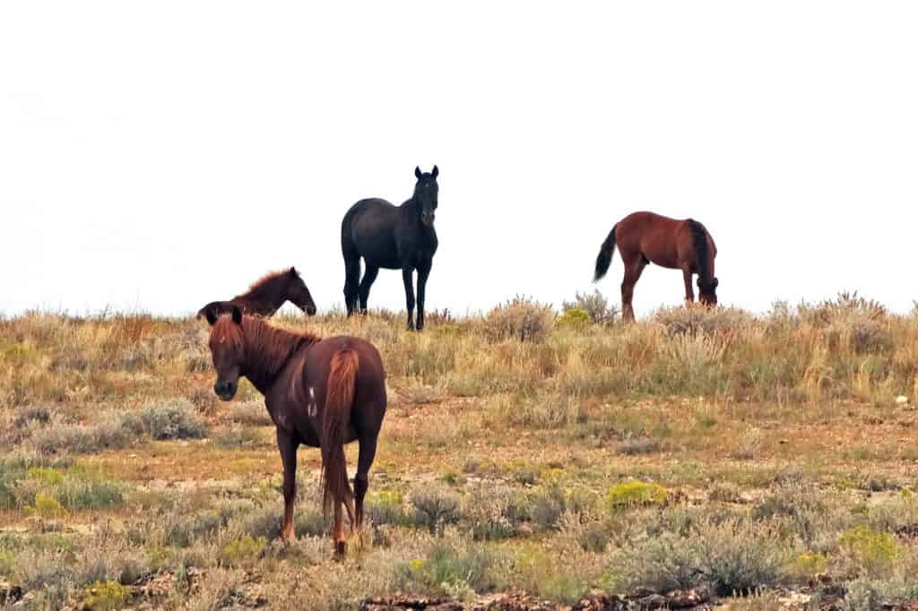 Navajo Nation Horses