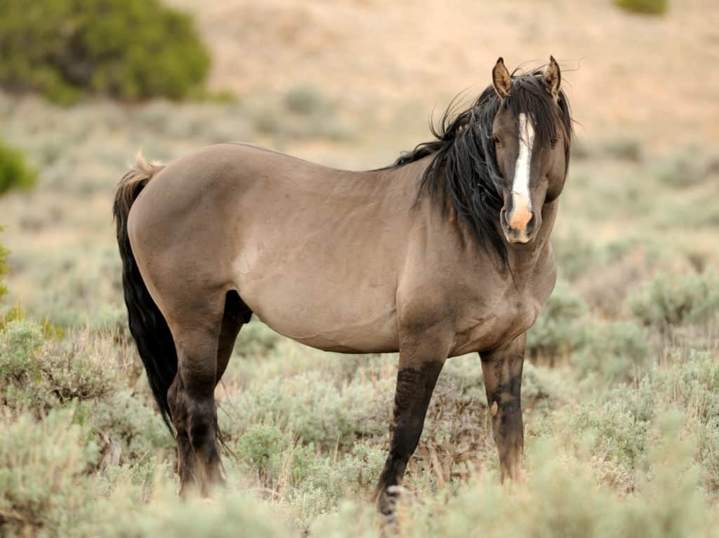 wild horse, wild horses, mustang