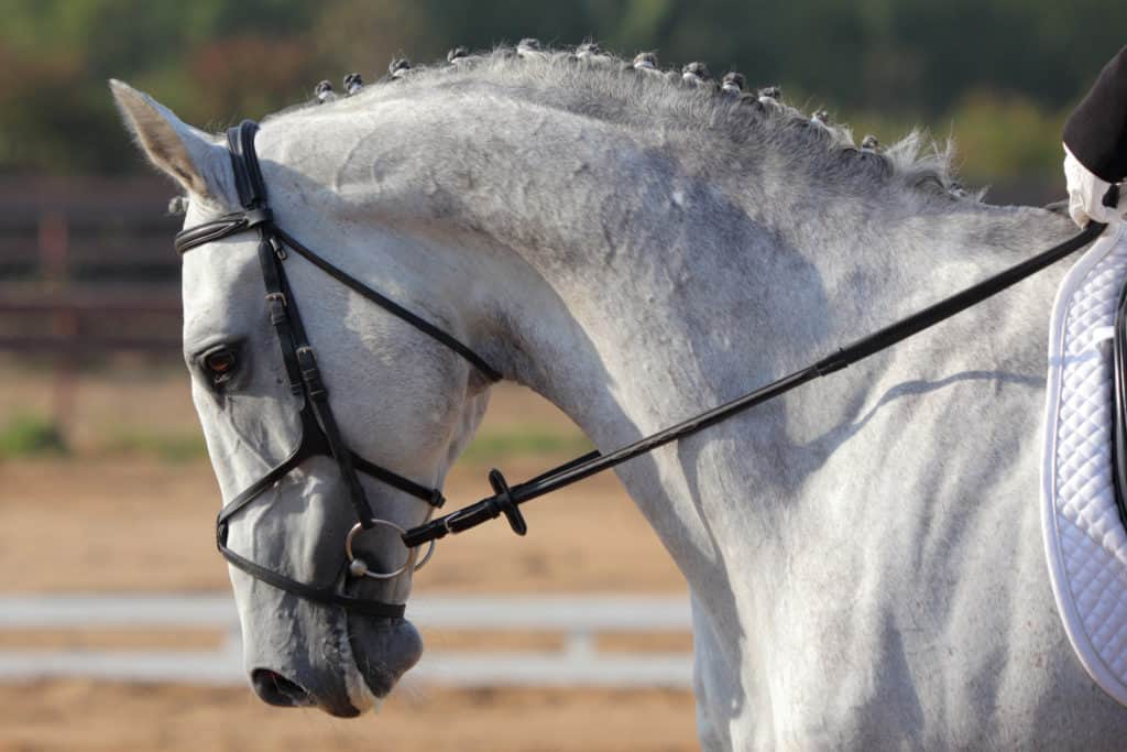 cranial nuchal bursitis; bit pressure in horses
