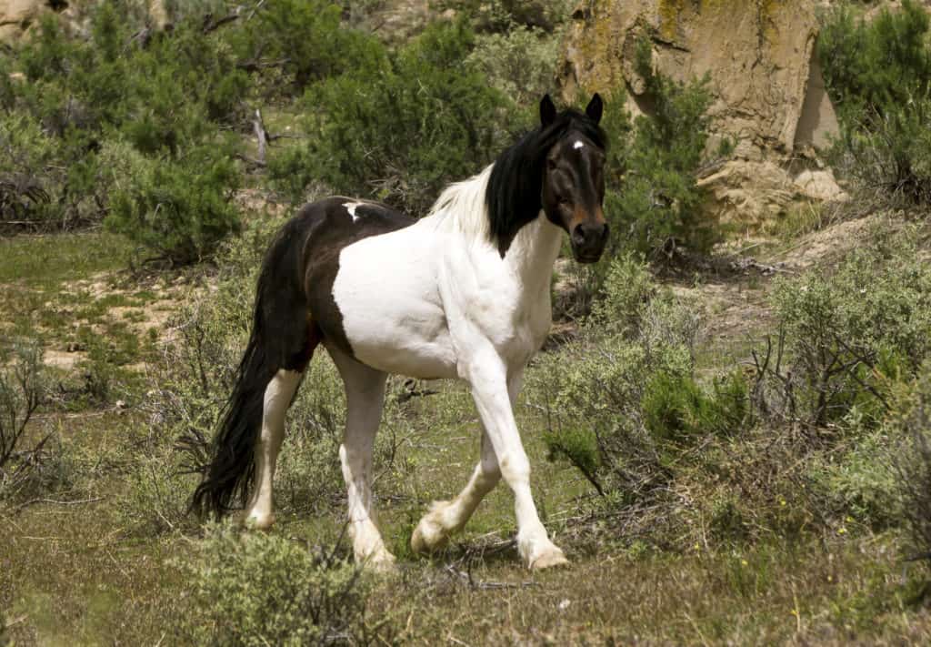 Spring Creek Herd Management Area wild horse gather