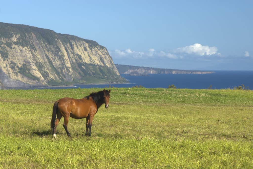 hawaiian horse deaths