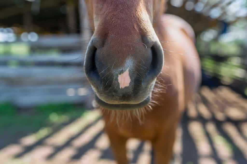 snorts suggest horses are happy