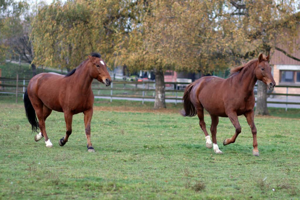 horse hierarchy