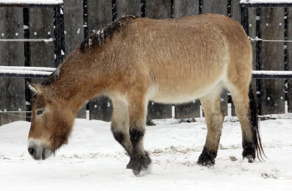 Przewalski's Horse Rose Marie