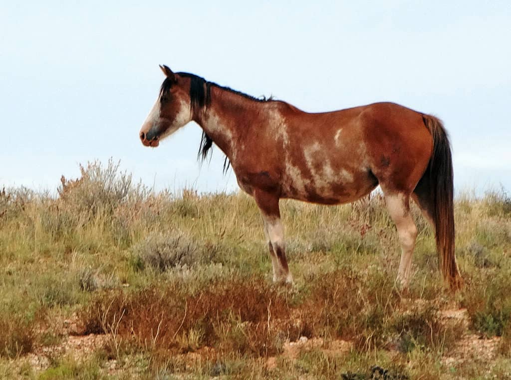Navajo Nation Horses