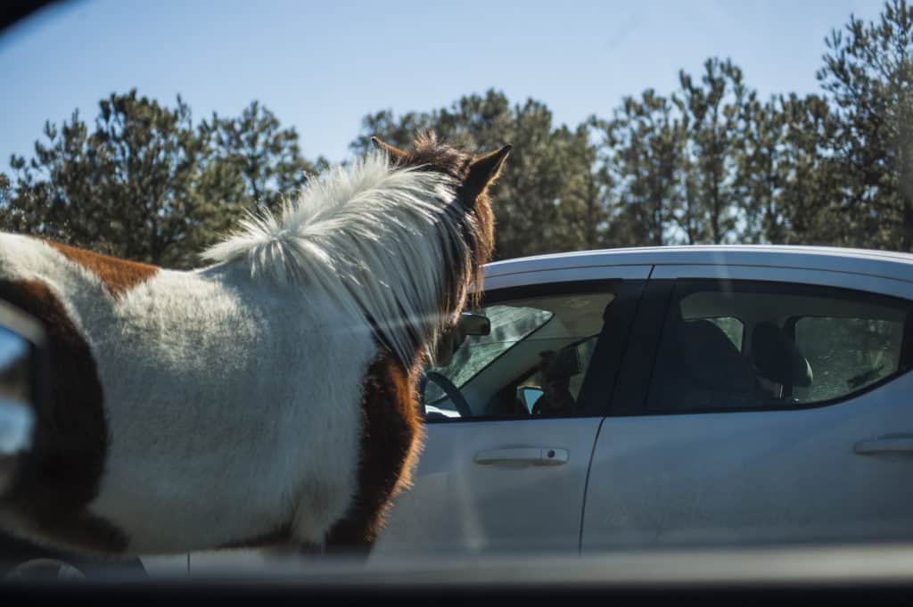 Assateague Pony