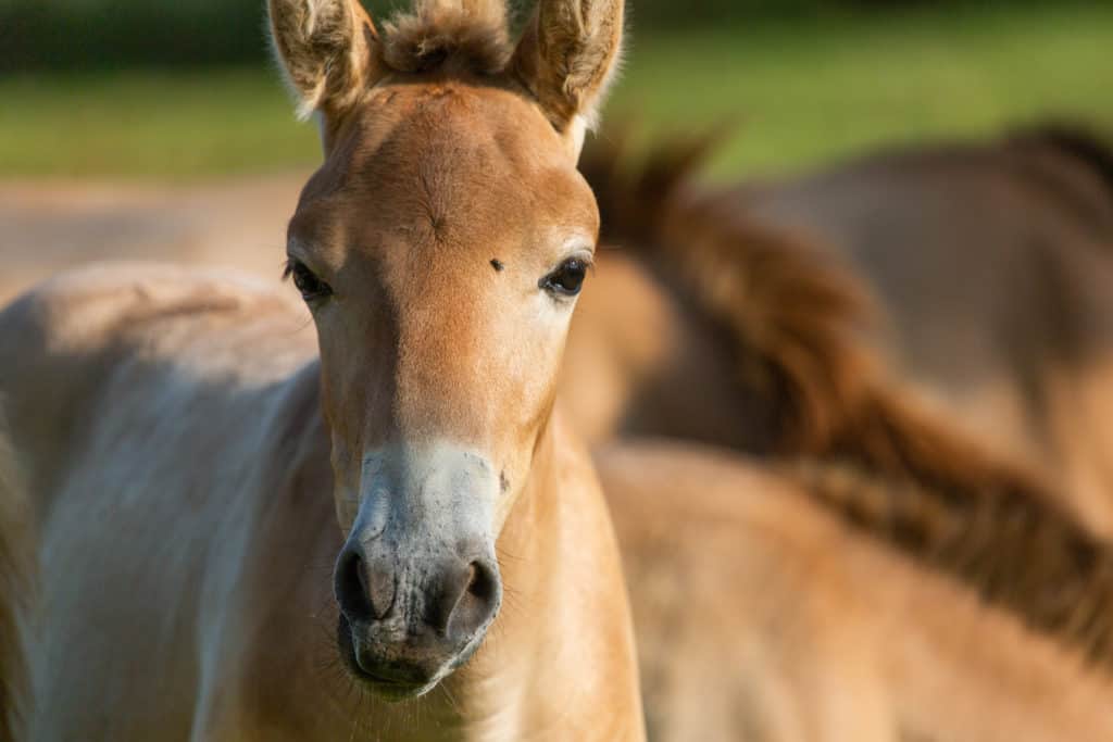 Przewalski’s horse foals