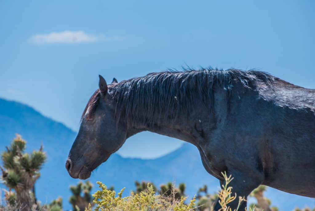 blm emergency wild horse gather