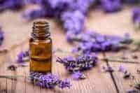 lavender calms horses