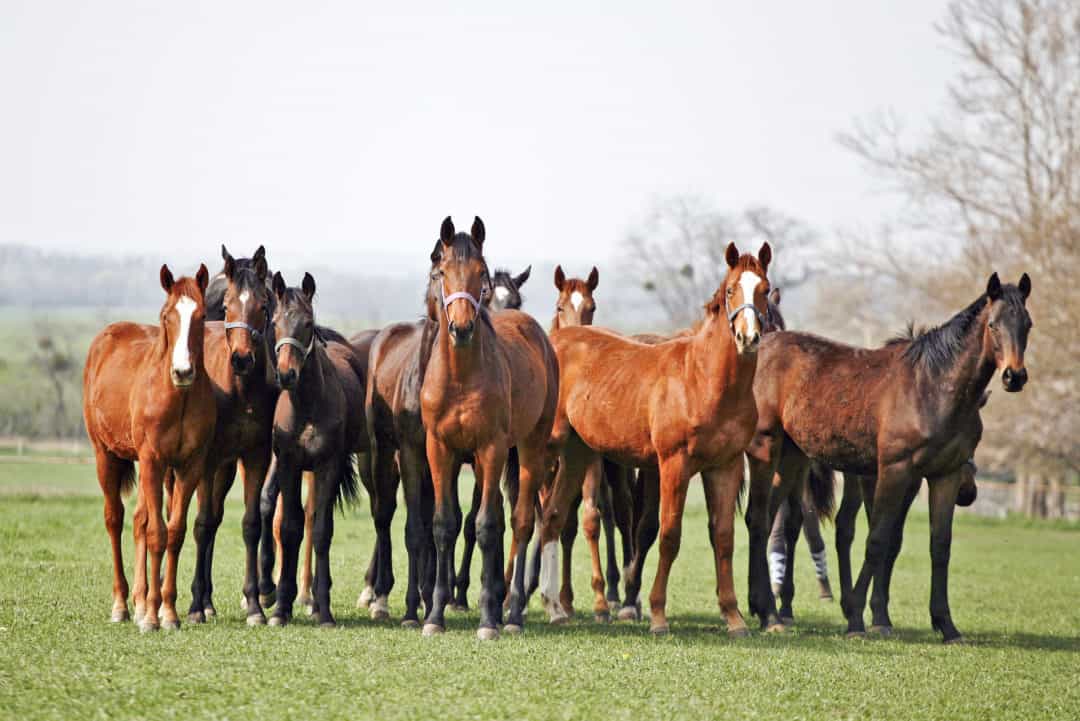 Equine Degenerative Myeloencephalopathy (EDM) in Horses What We Know