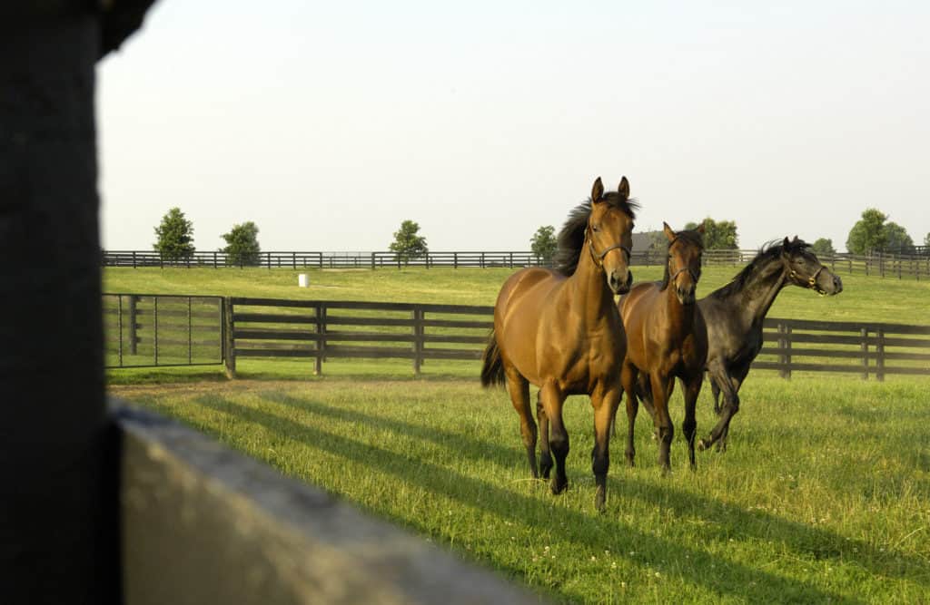delay arthritis onset in young horses
