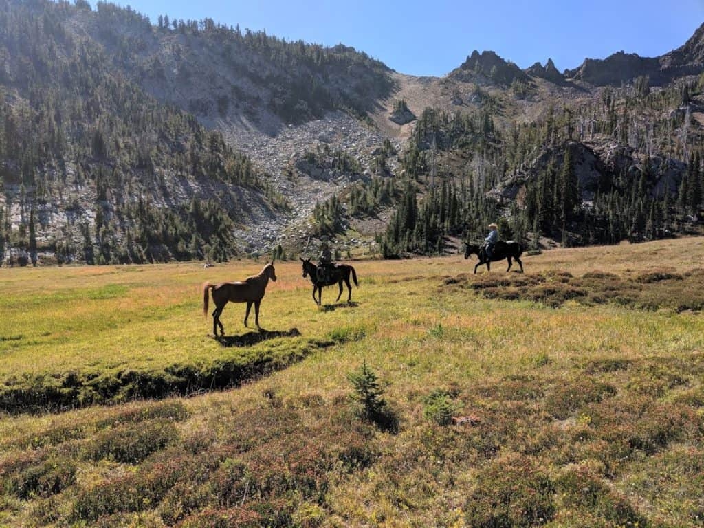 injured horse found in Oregon
