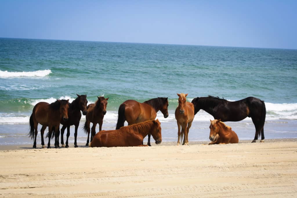 filly born into corolla herd; corolla horses