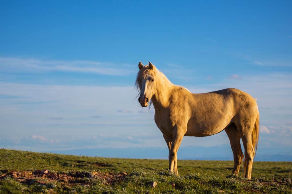 pryor mountain wild horse gather